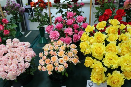Adelaide International Rose and Garden Expo will be a floral spectacular