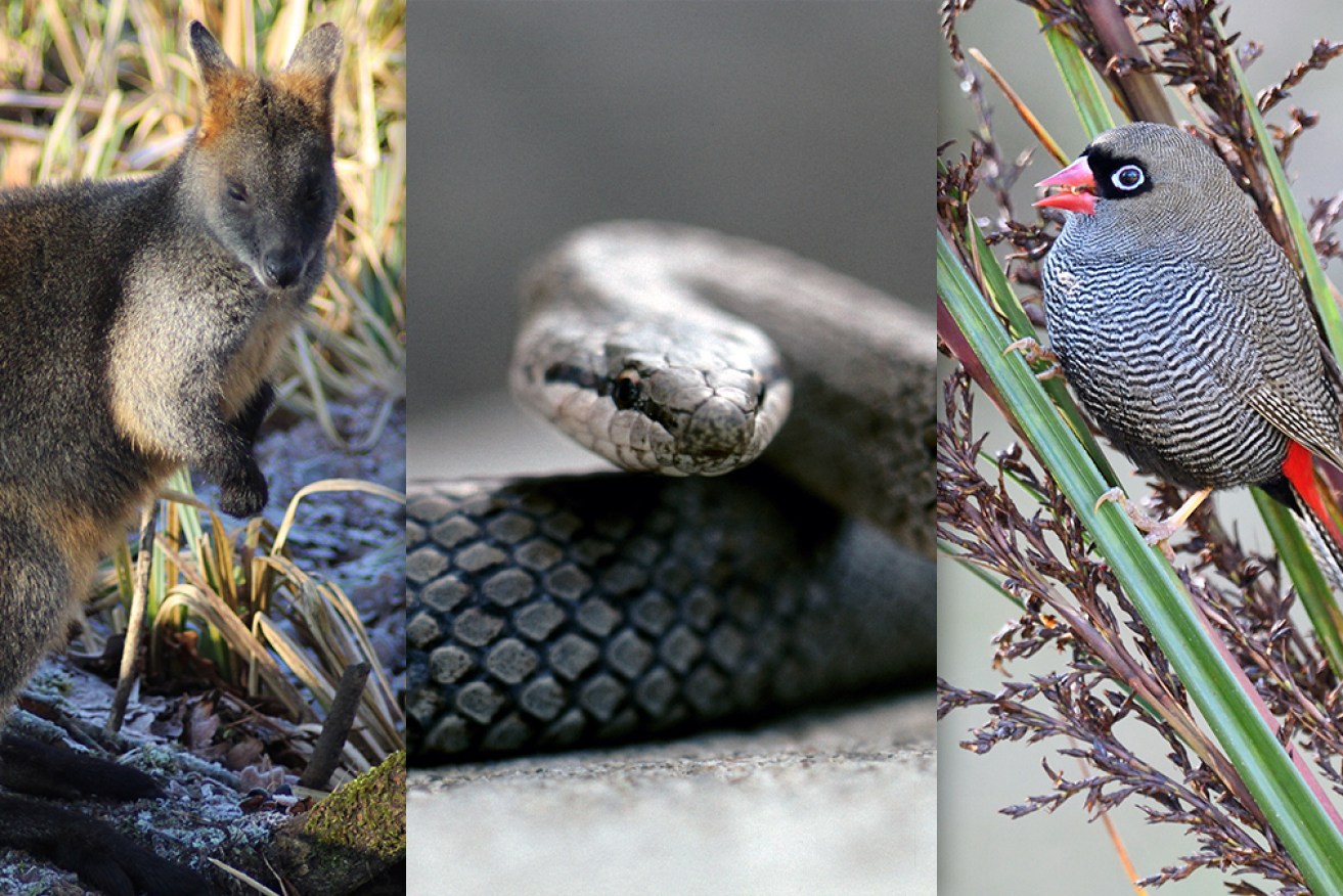 Seven animal species have been added to the critically endangered and endangered lists. 