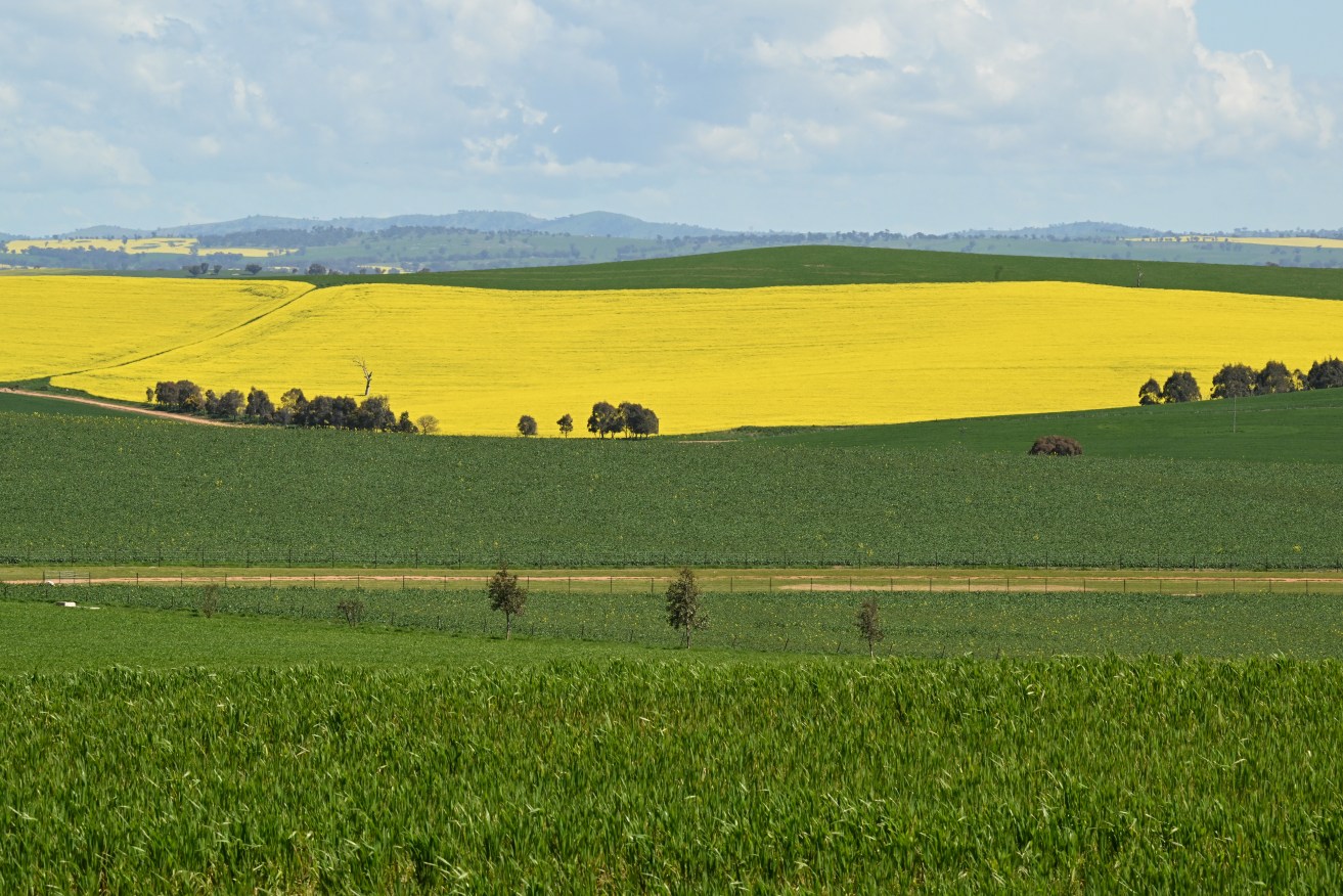 Canola farmers have recorded a 43 per cent increase in production to the year to June.