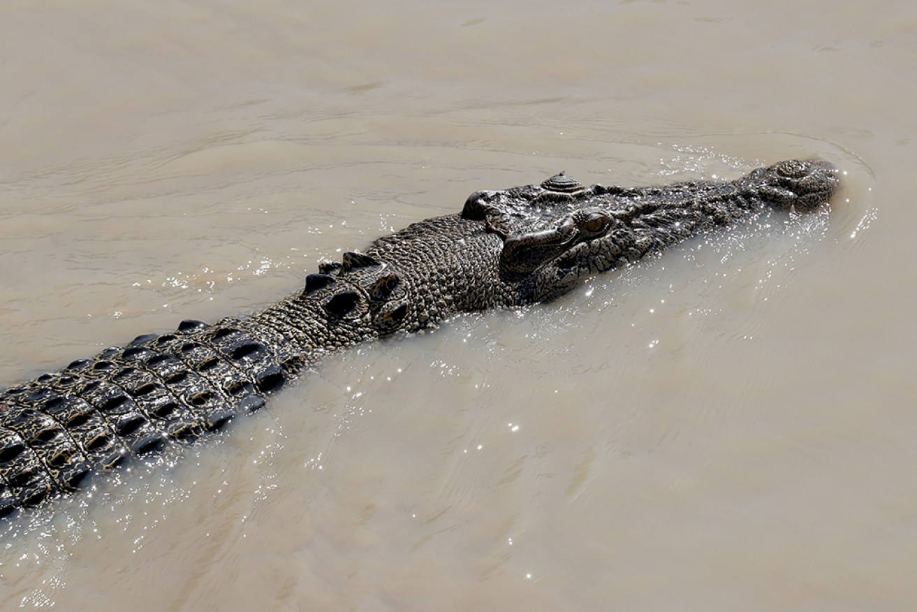 A four-metre crocodile, not pictured, was located in an area north of Cairns where a boy was killed.