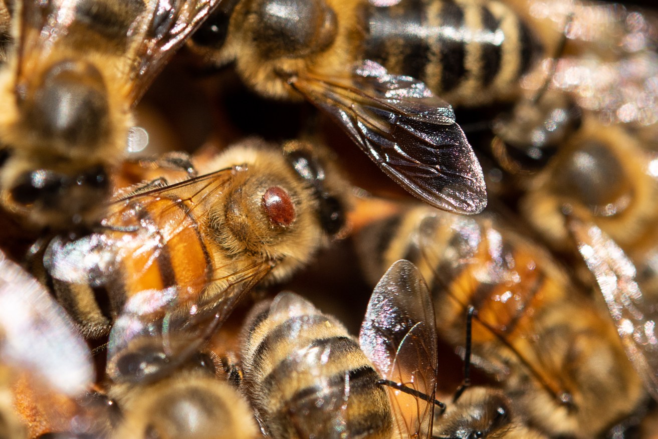 Beekeepers say there is longer any point eradication because the varroa mite has spread too far.