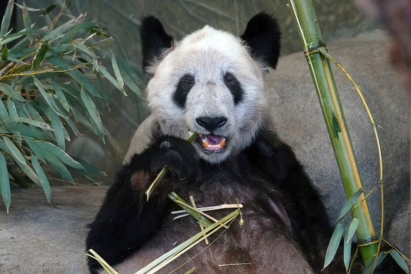 Giant Chinese panda Ya Ya spent the past 20 years at the Memphis Zoo as part of a loan agreement. 