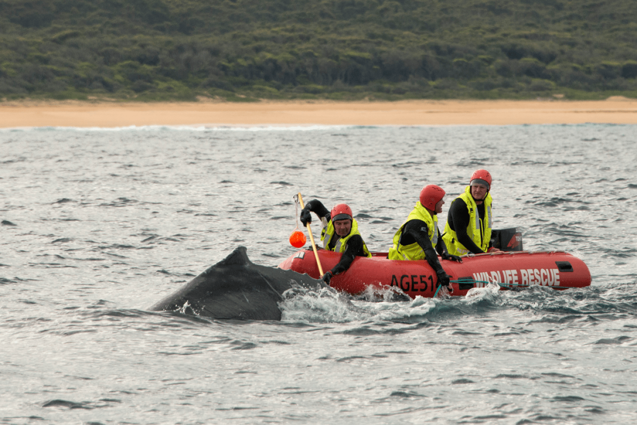 An animal rescue team works to free the tangled whale near Port Kembla.