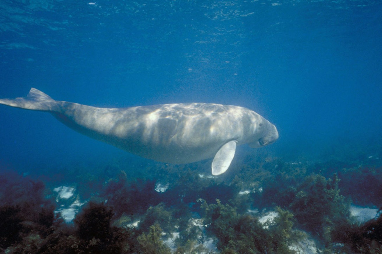 Dugongs, turtles, dolphins and sharks are among the species inadvertently killed in gill nets.