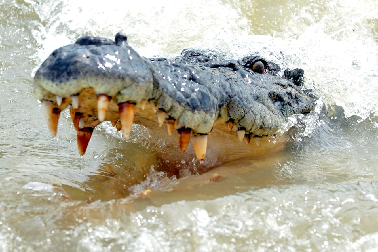 A crocodile attacked a man at a popular Northern Territory waterhole.