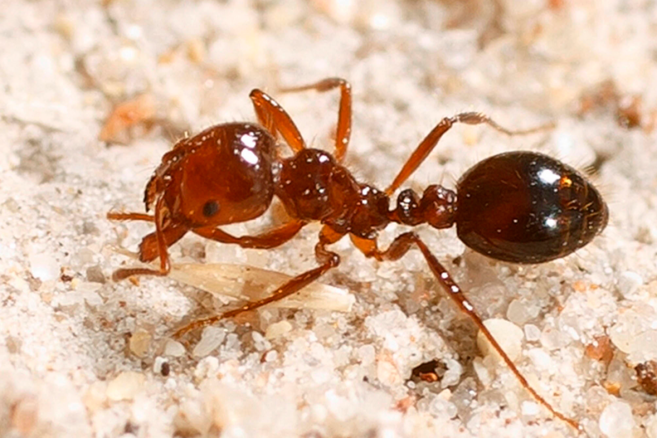 Fire ant victims liken the pain of a bite to white-hot lava.