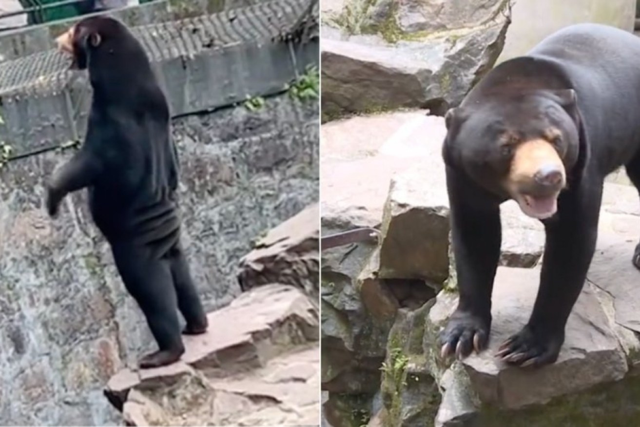The physical appearance of a sun bear at a Chinese zoo has sparked rumours.