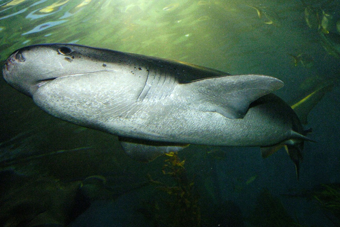 San Francisco Bay is one of the world's only known year-round nurseries for sevengill sharks. 