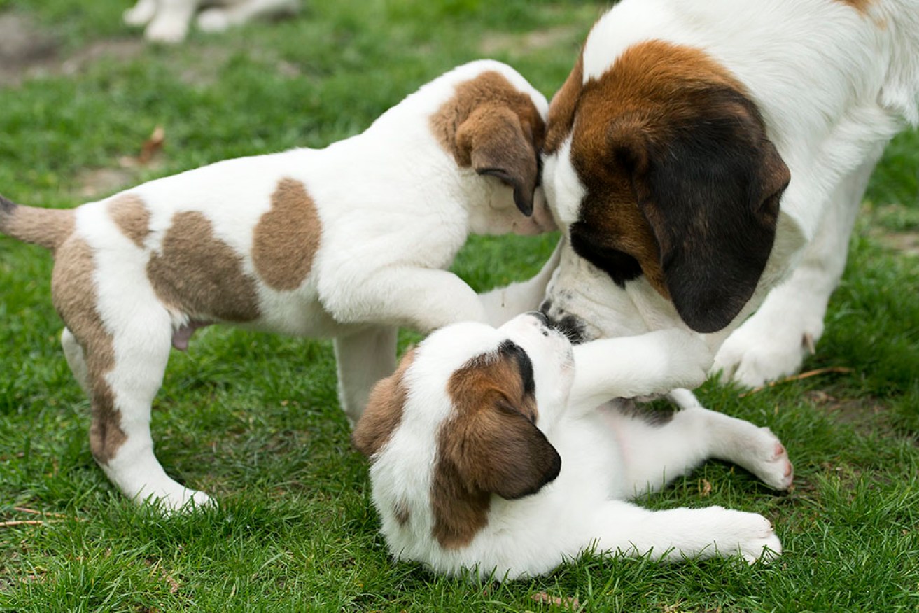 Switzerland's St Bernards have transitioned from alpine rescuers to more therapeutic roles. 