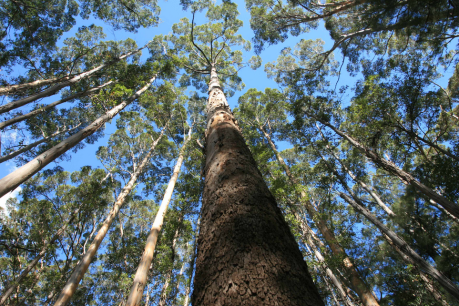 WA banishes loggers from old growth native forests