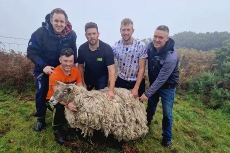 ‘Loneliest sheep’ forced into hiding after cliff rescue