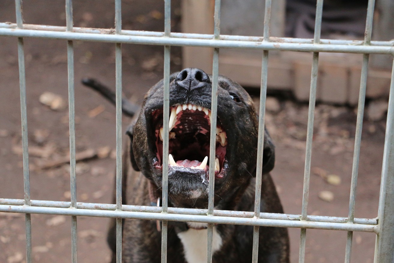 Certain pit bull breeds are among dogs that could be banned in Qld. 