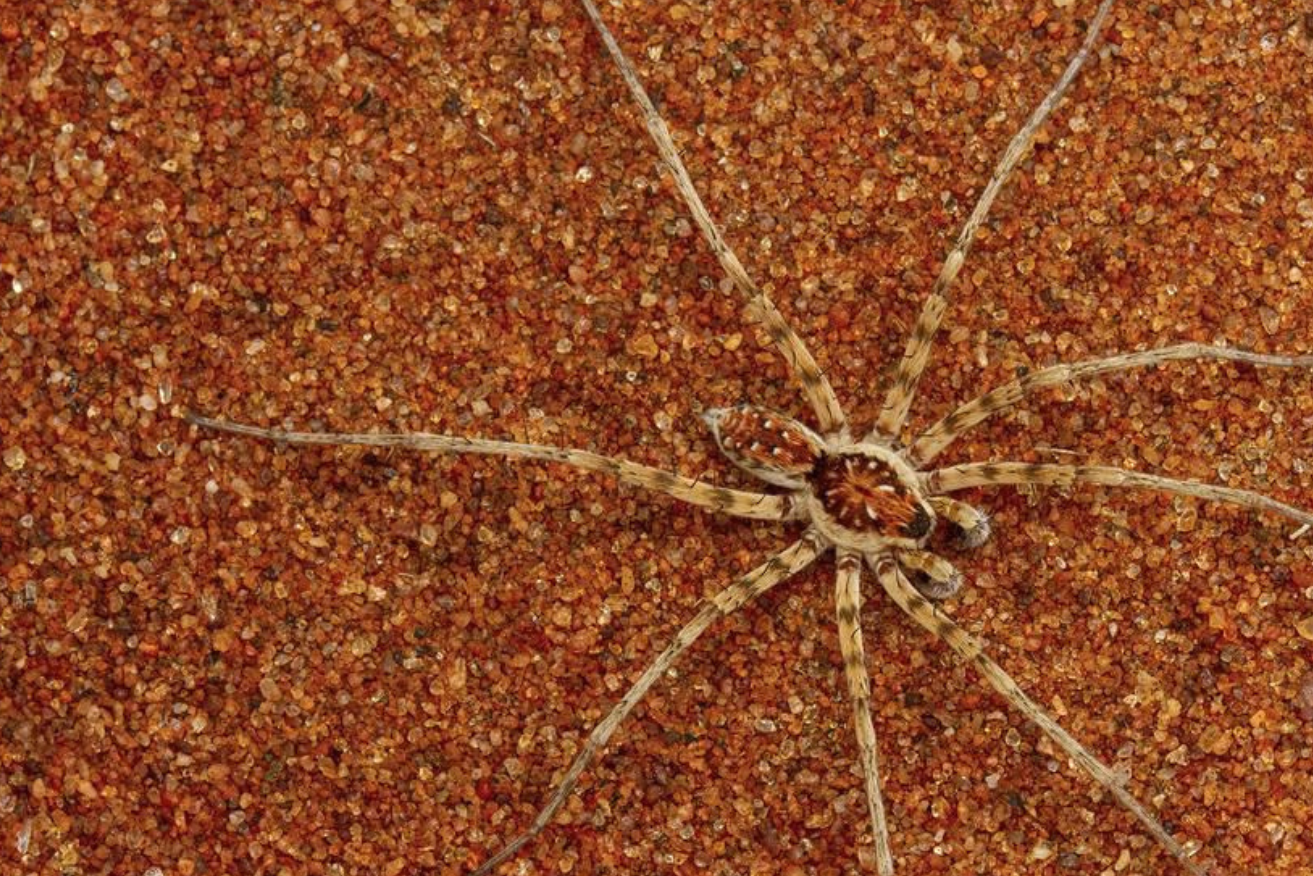 A new spider species called the Caitlin Henderson, named after Australia's noted arachnologist.