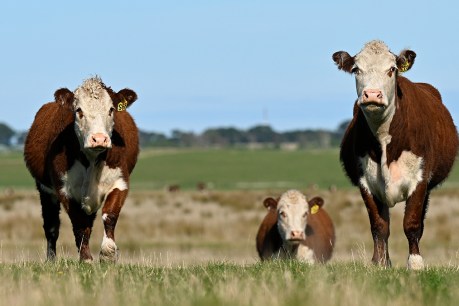 Australia pushes livestock emissions research