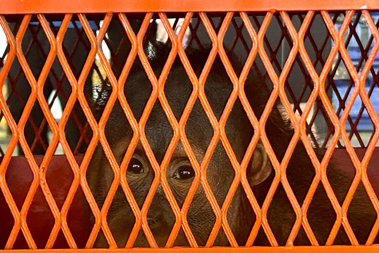 Brian is one of three illegally trafficked orangutans repatriated to Indonesia from Thailand.