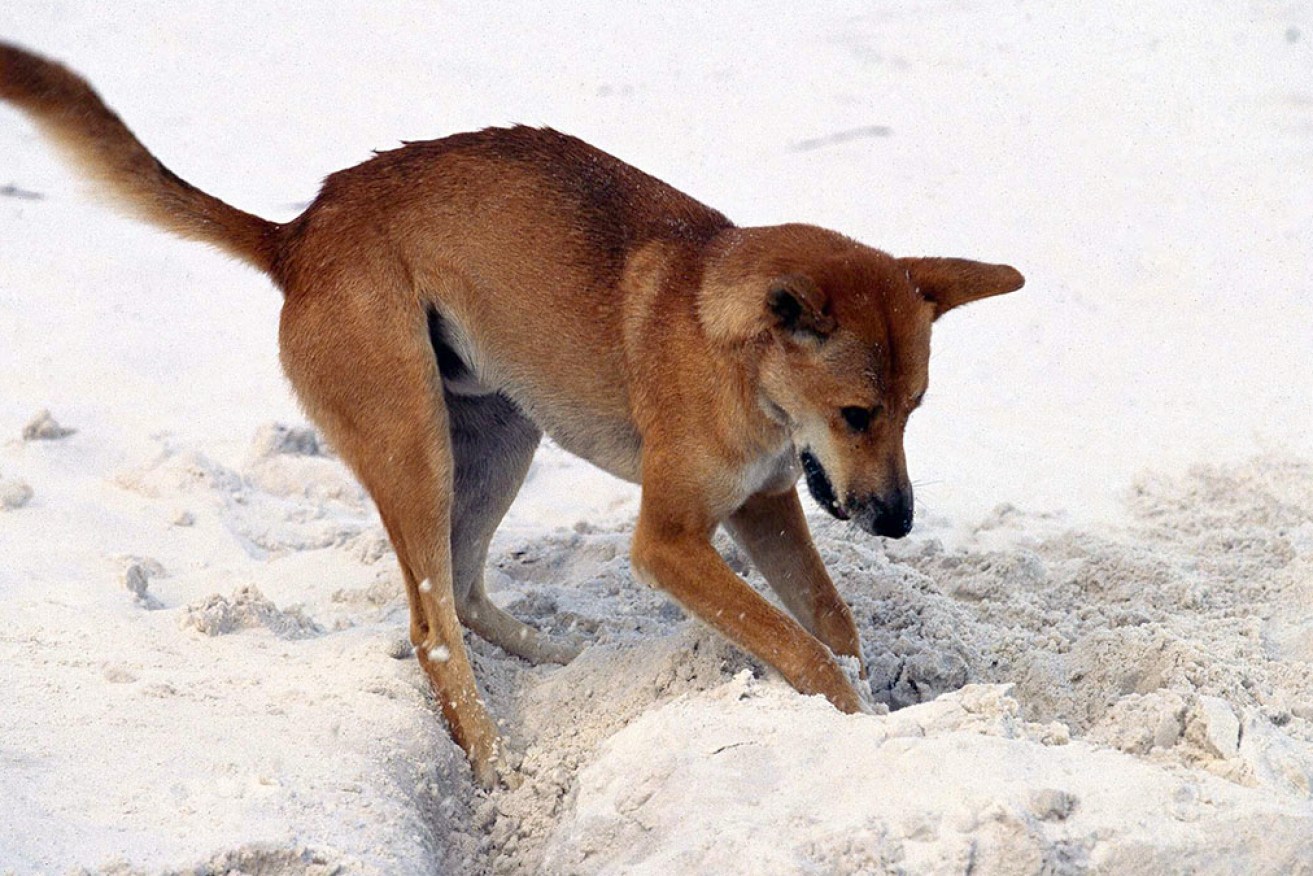 A dingo on Queensland's K'gari that attacked two children and a man has been euthanised.
