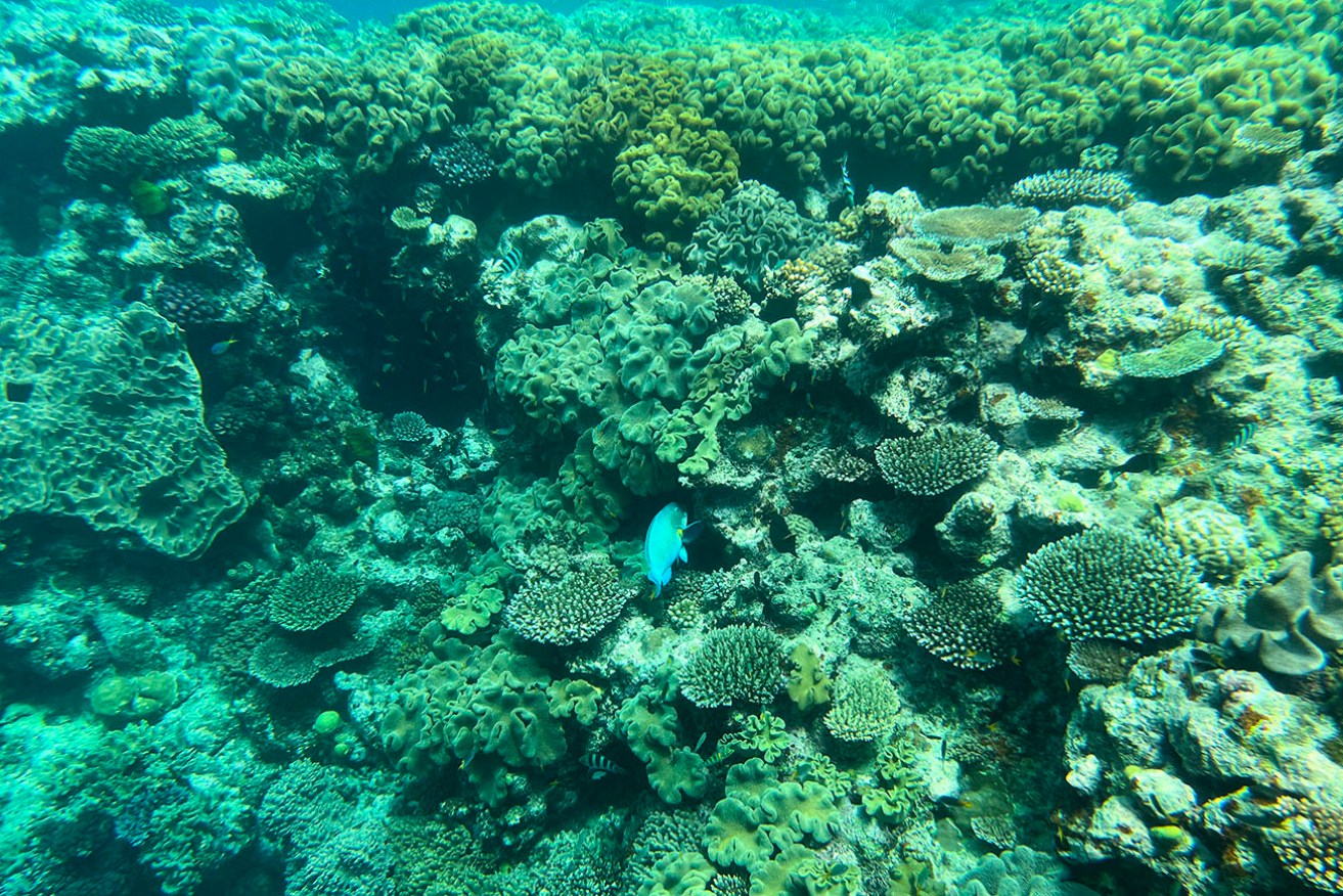 Coral bleaching in the Great Barrier Reef will be categorised by severity under a new system.