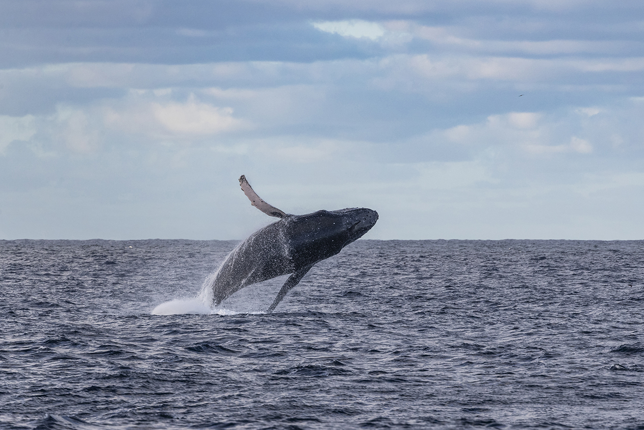 An Australian study has found humpback whale numbers dropped by 20 per cent from 2012 to 2021.