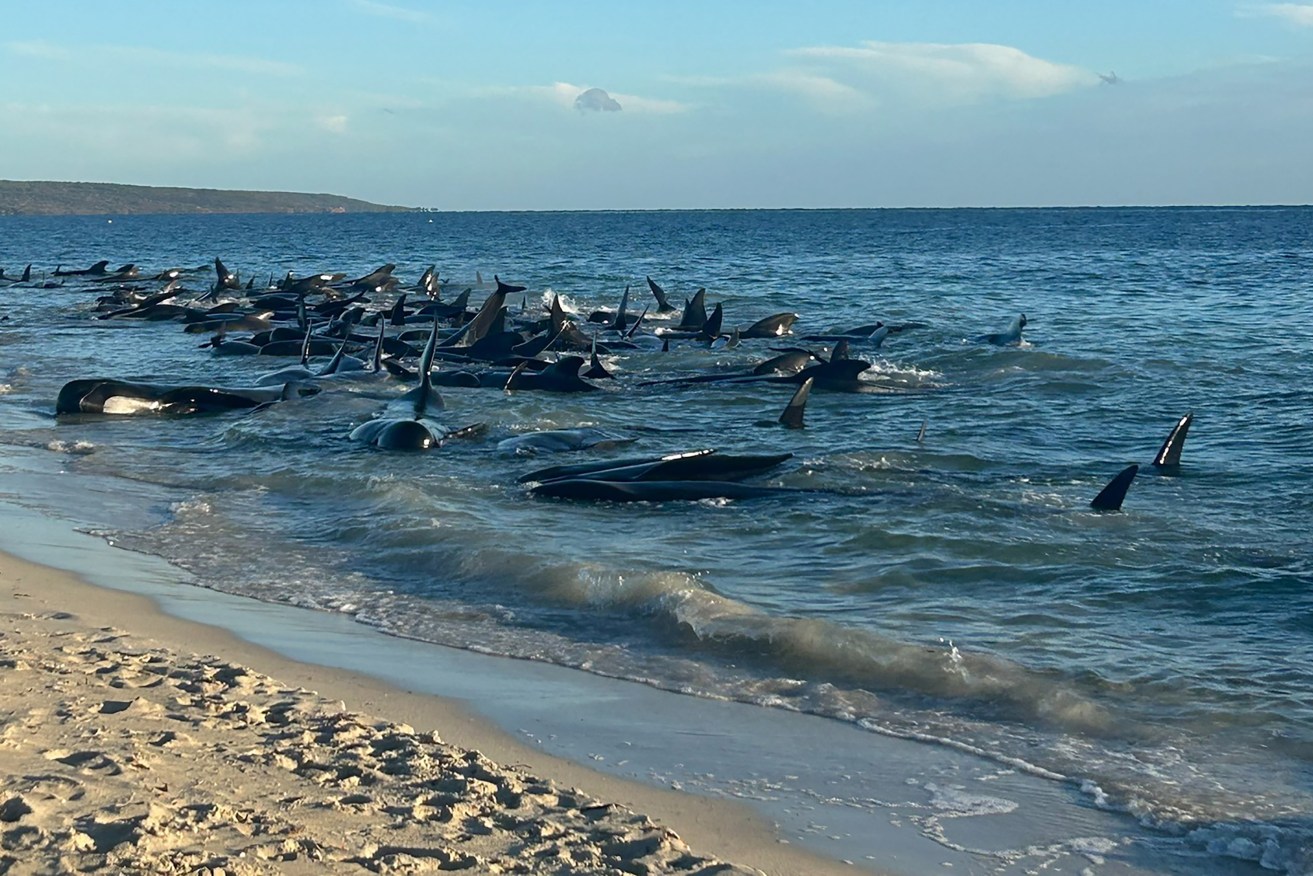 A pod of up to 100 pilot whales have beached themselves in south-west Western Australia.