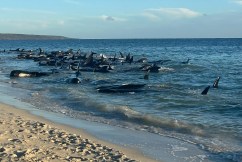 Twenty six whales dead after mass stranding
