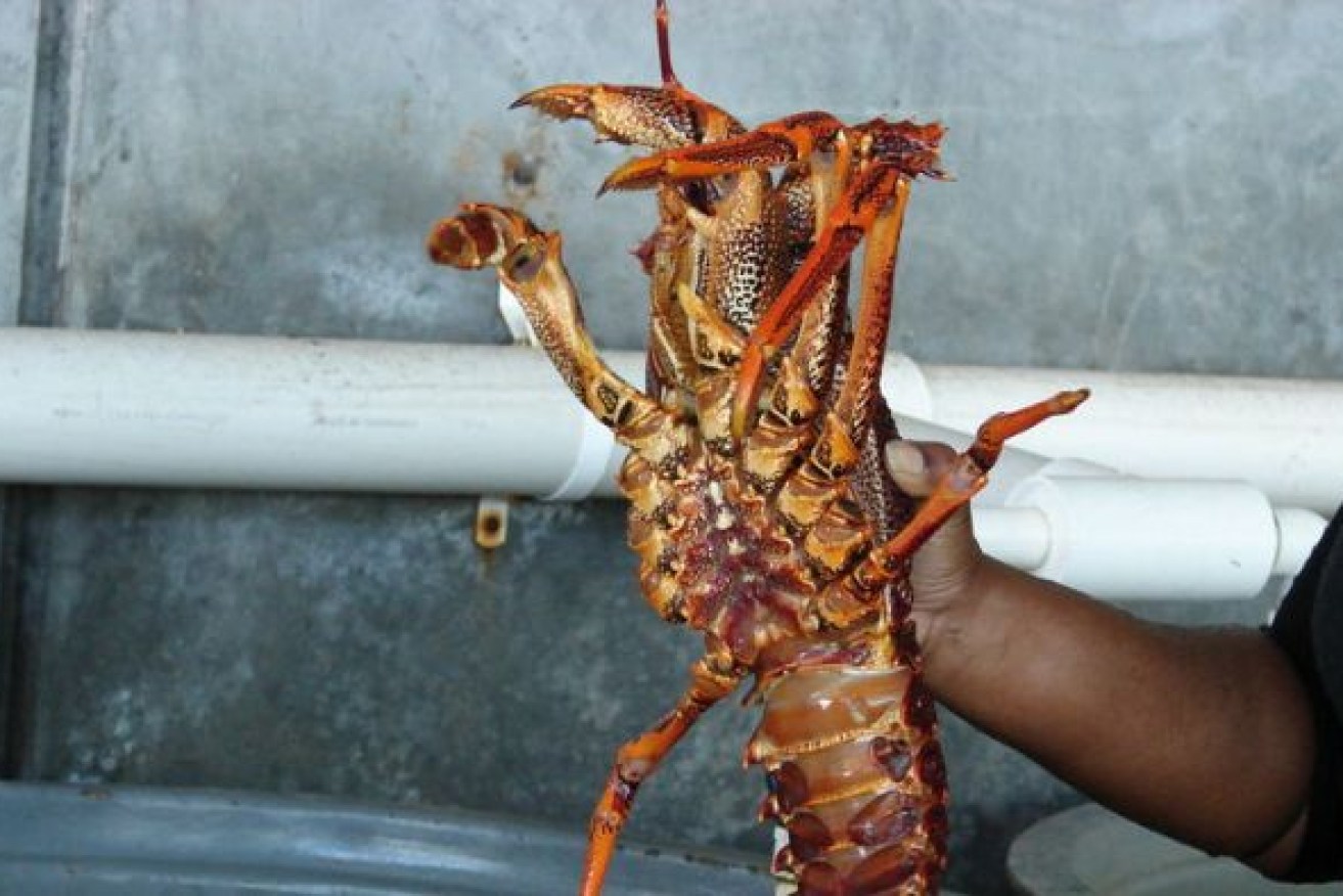 There were fears that the seismic testing would harm rock lobster sites off King Island.