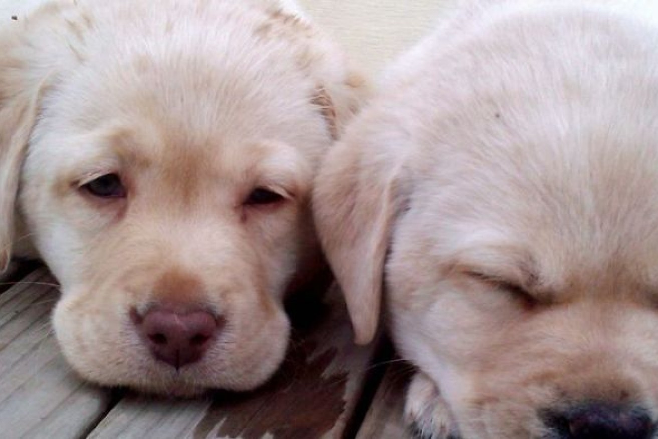 The new code will regulate the sale of puppies and kittens to ensure animal welfare standards.