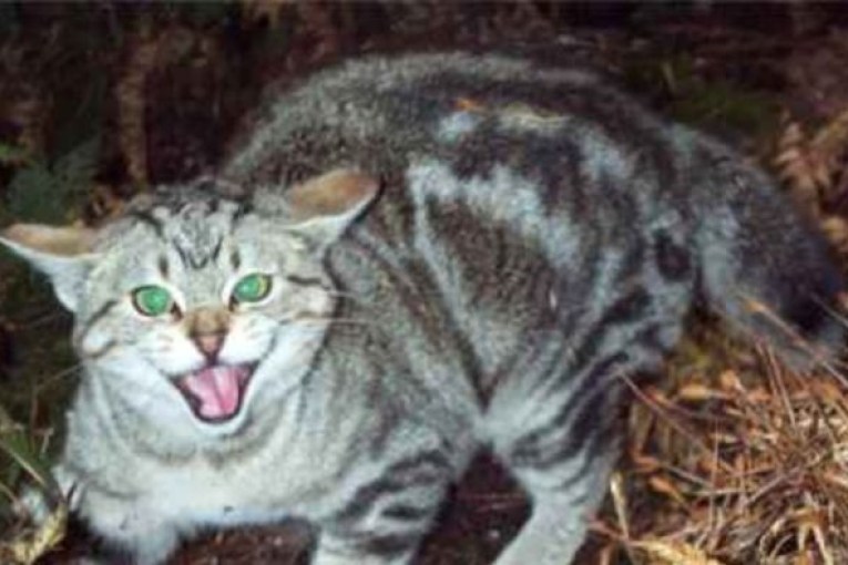 DNA study reveals feral cats’ true toll on Australian wildlife