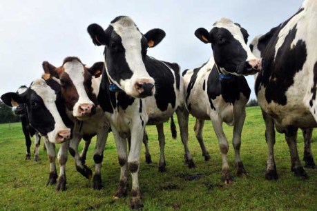 Dairy giant to face court for allegedly misleading farmers