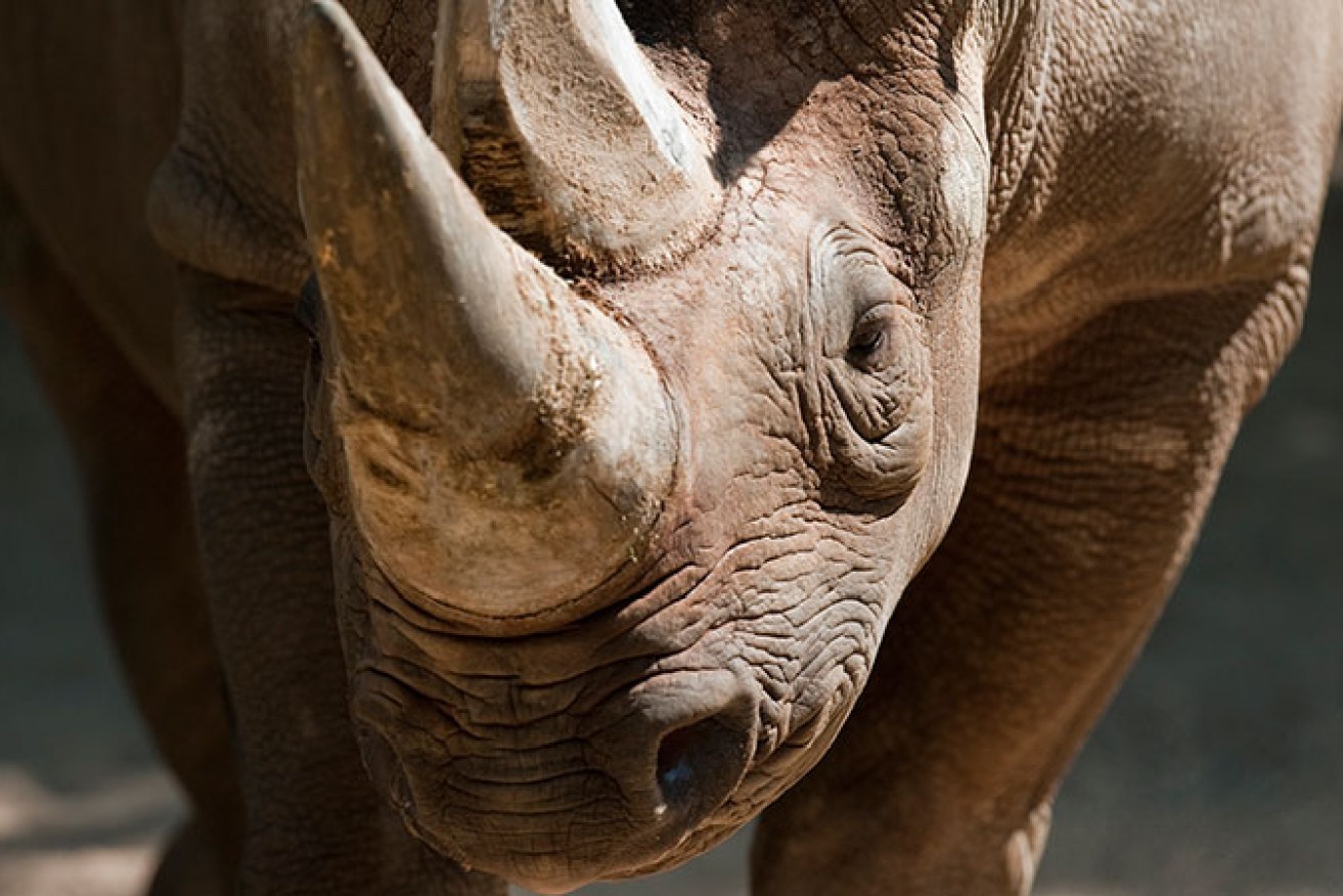 Endangered ... the black rhino.