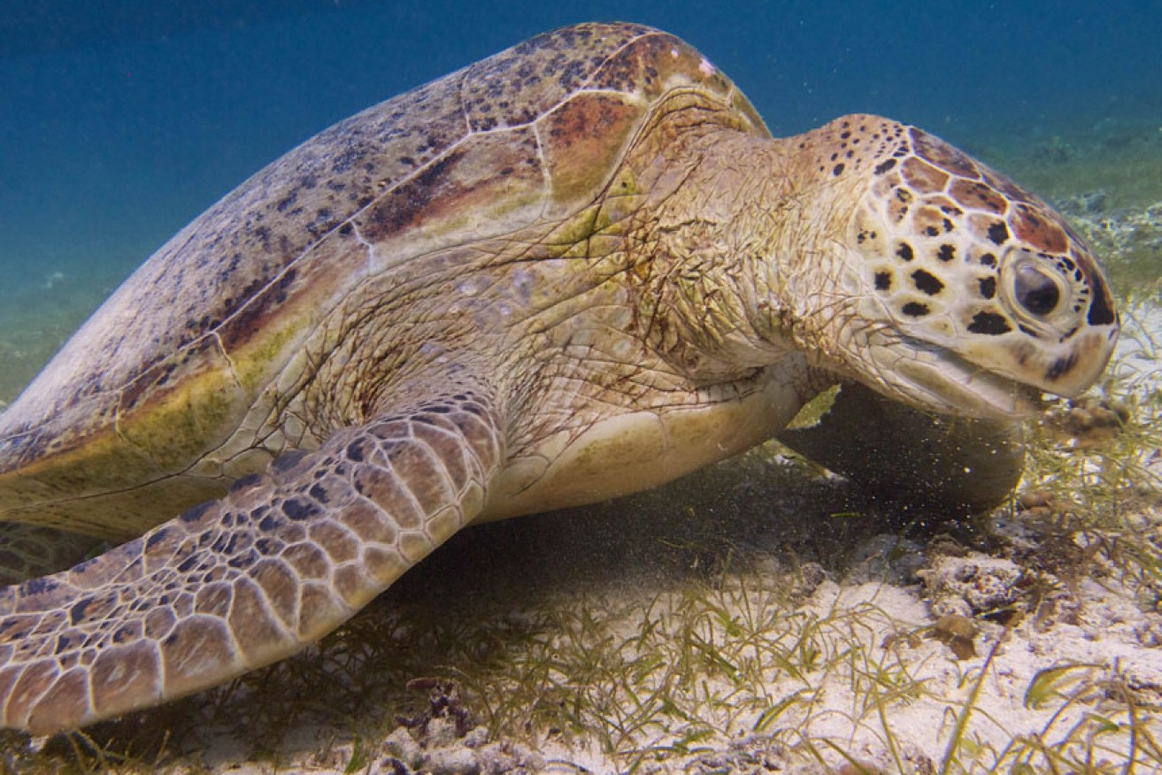 The shell-rotting disease was discovered among turtles in Hervey Bay waters.