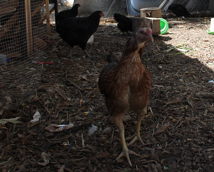 Chickens in the coop. Source: Cheryl Critchley