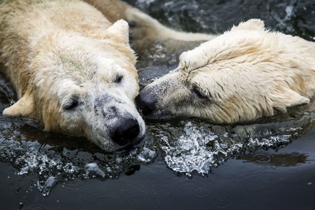 Global warming taking a dreadful toll of Canada’s polar bears