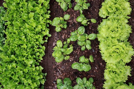 Tips for growing your own veggie garden