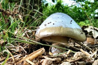 Healer admits mushroom trafficking at retreat