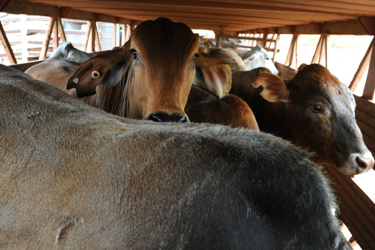 The Albanese government is trying to settle claims against farmers over an "unreasonable and capricious" ban on live cattle exports to Indonesia in 2011.