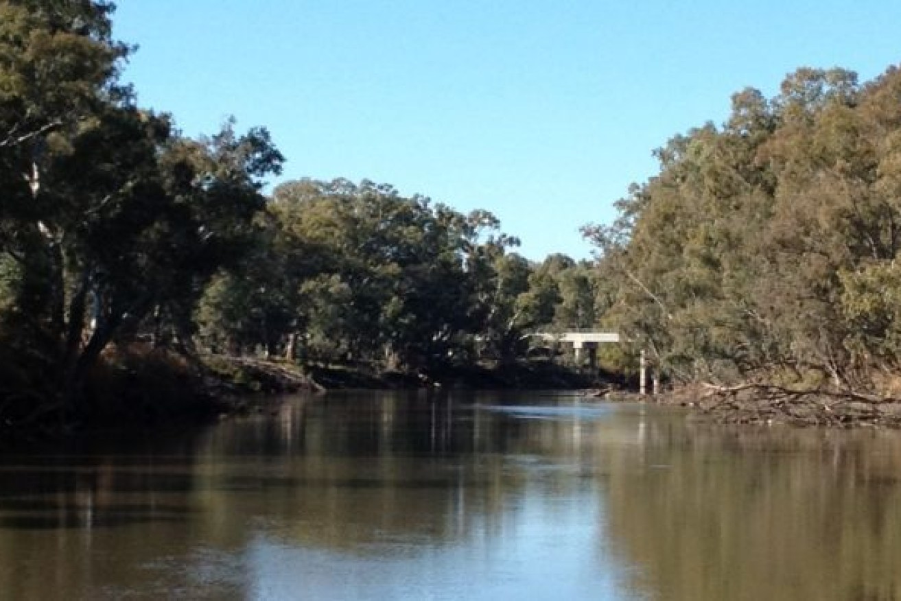 The stately Murray flows towards South Australia, where irrigators reckon they are the victims of upstream water thieves.
