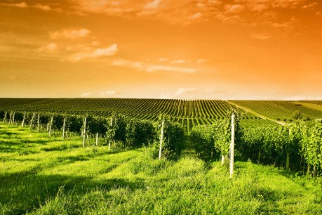 It&#8217;s Aussie Wine Month &#8211; here&#8217;s where to uncork
