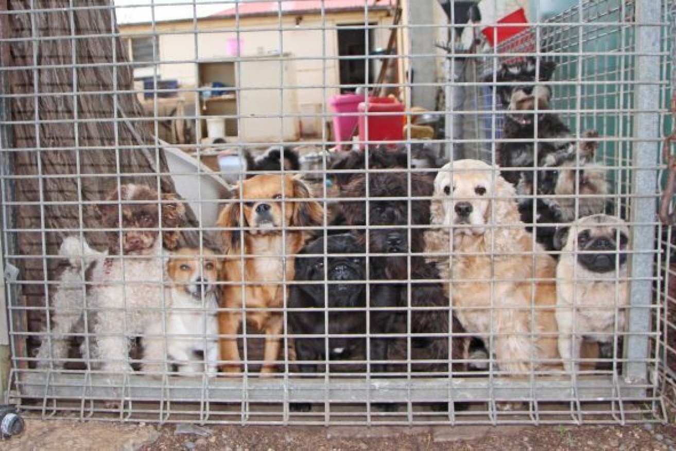 Victoria would be the first state to act on puppy farms.