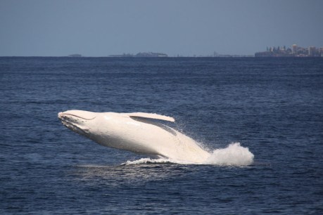 Reports of white whale’s death were premature