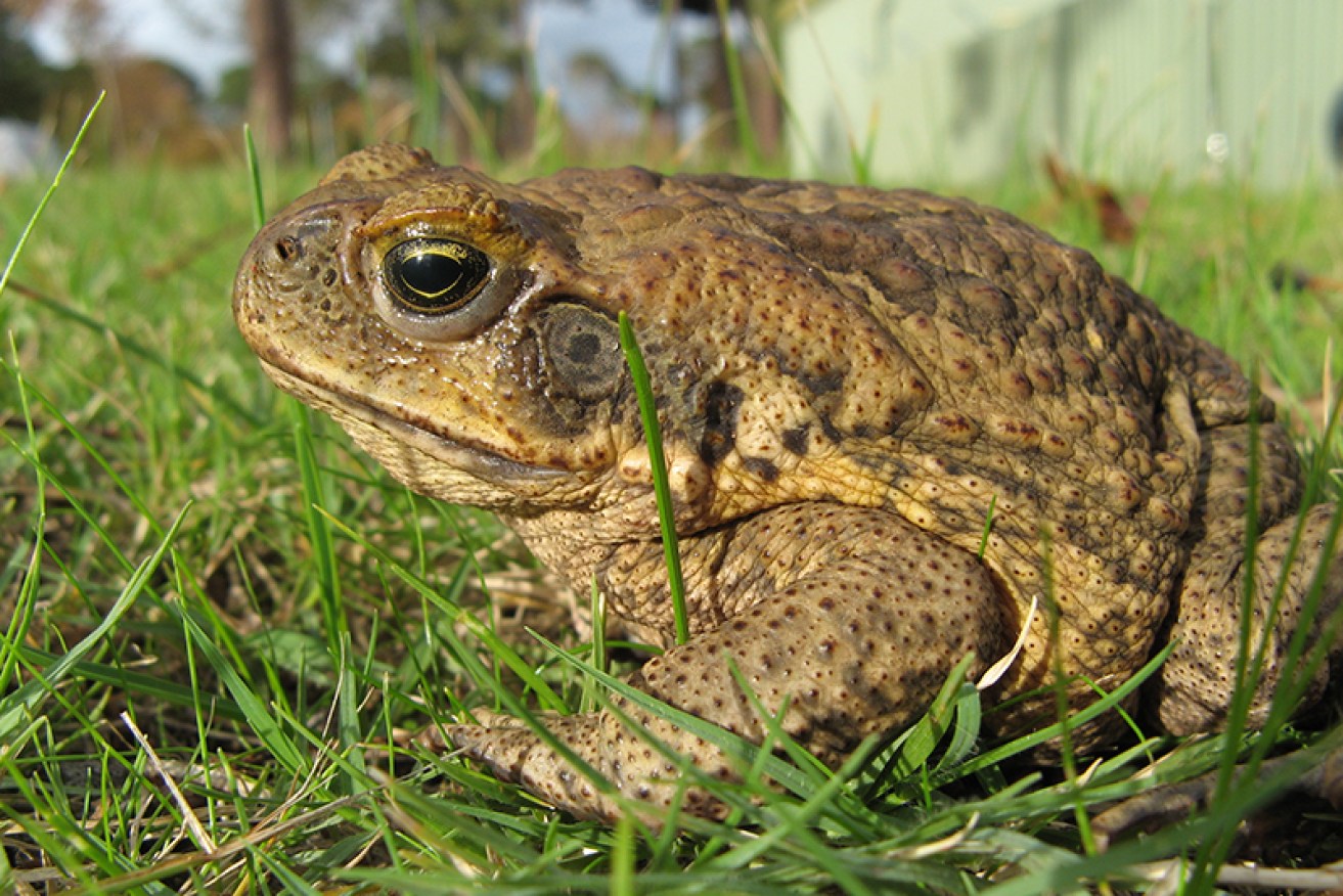 Can toads are threatening native animals. 