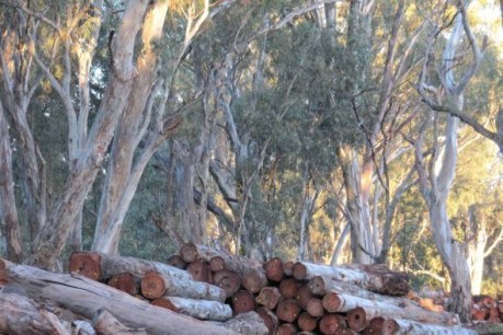 Victoria’s rangers hunt eco-vandal firewood thieves