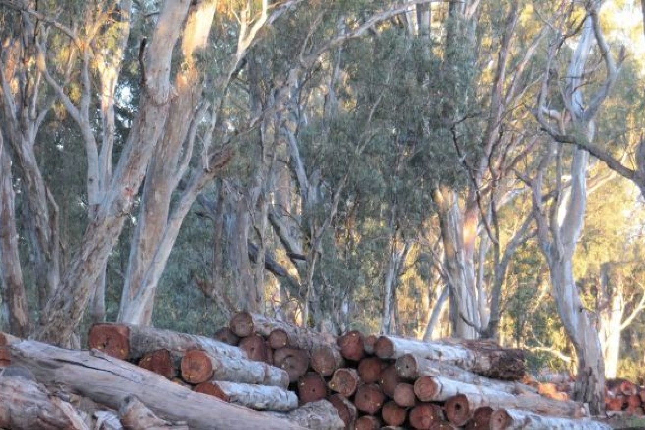 Victoria's forests are green cathedrals honouring nature's beauty, but to some they're just a cheap means of staying warm. <i>Photo: AAP</i>