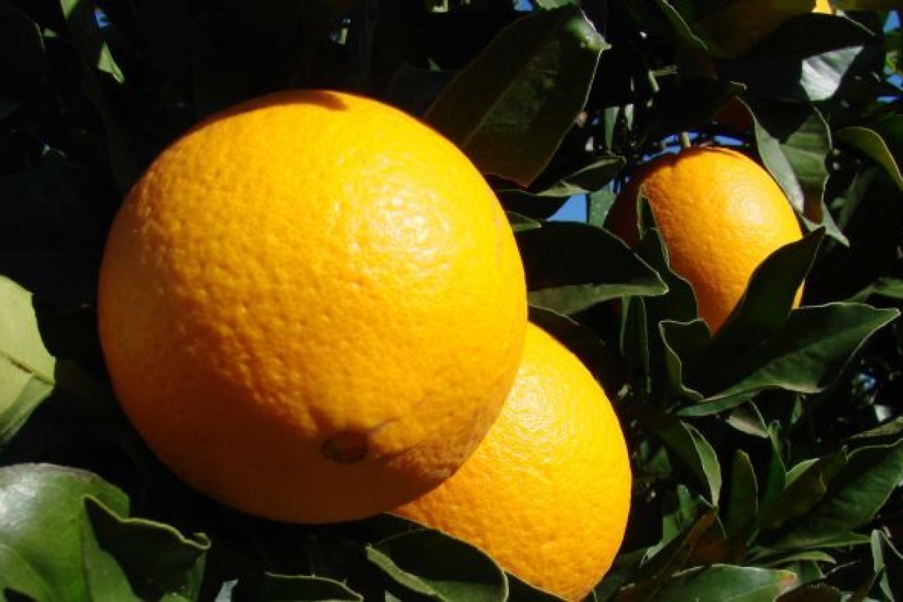 Navel oranges from a farm in Griffith will head to Tasmania soon under a new domestic trade protocol