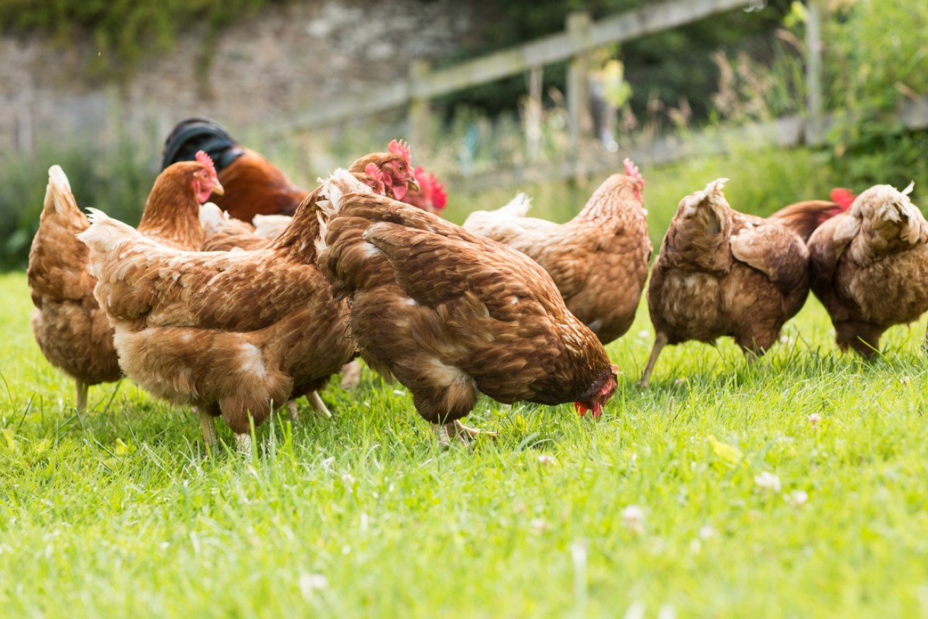 Pastured eggs are usually up to four times the price of caged chicken egg, between $6 and $12 a dozen. Photo: Supplied.