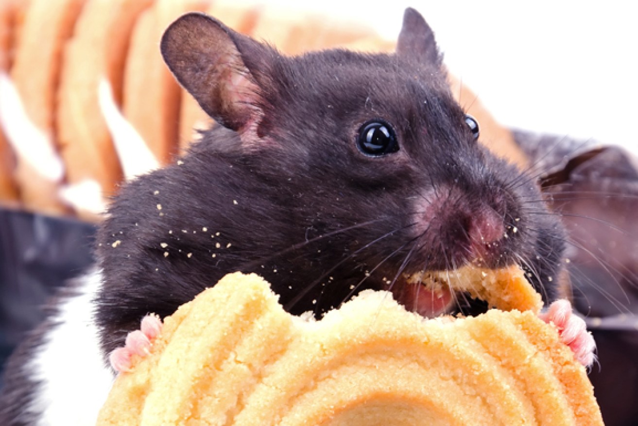 Mice on a high-fat diet, but bred with a missing gene, failed to gain weight. 