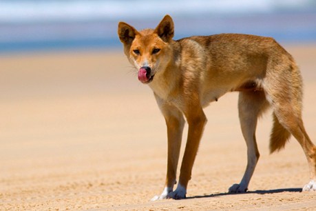 A dingo attacks another child on Fraser Island