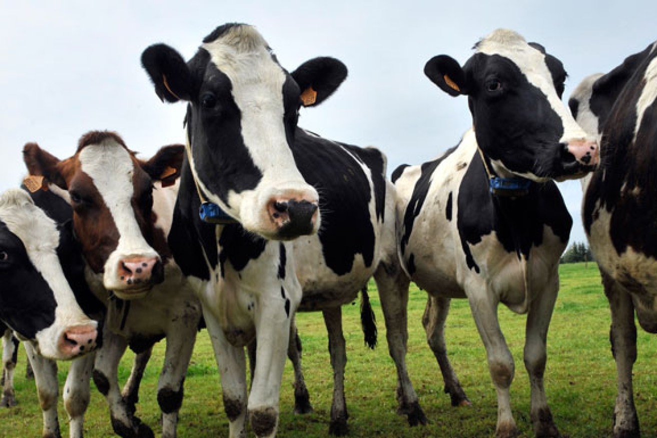 Dairy cows' 'fight or flight' response probed to uncover cattle's emotions.