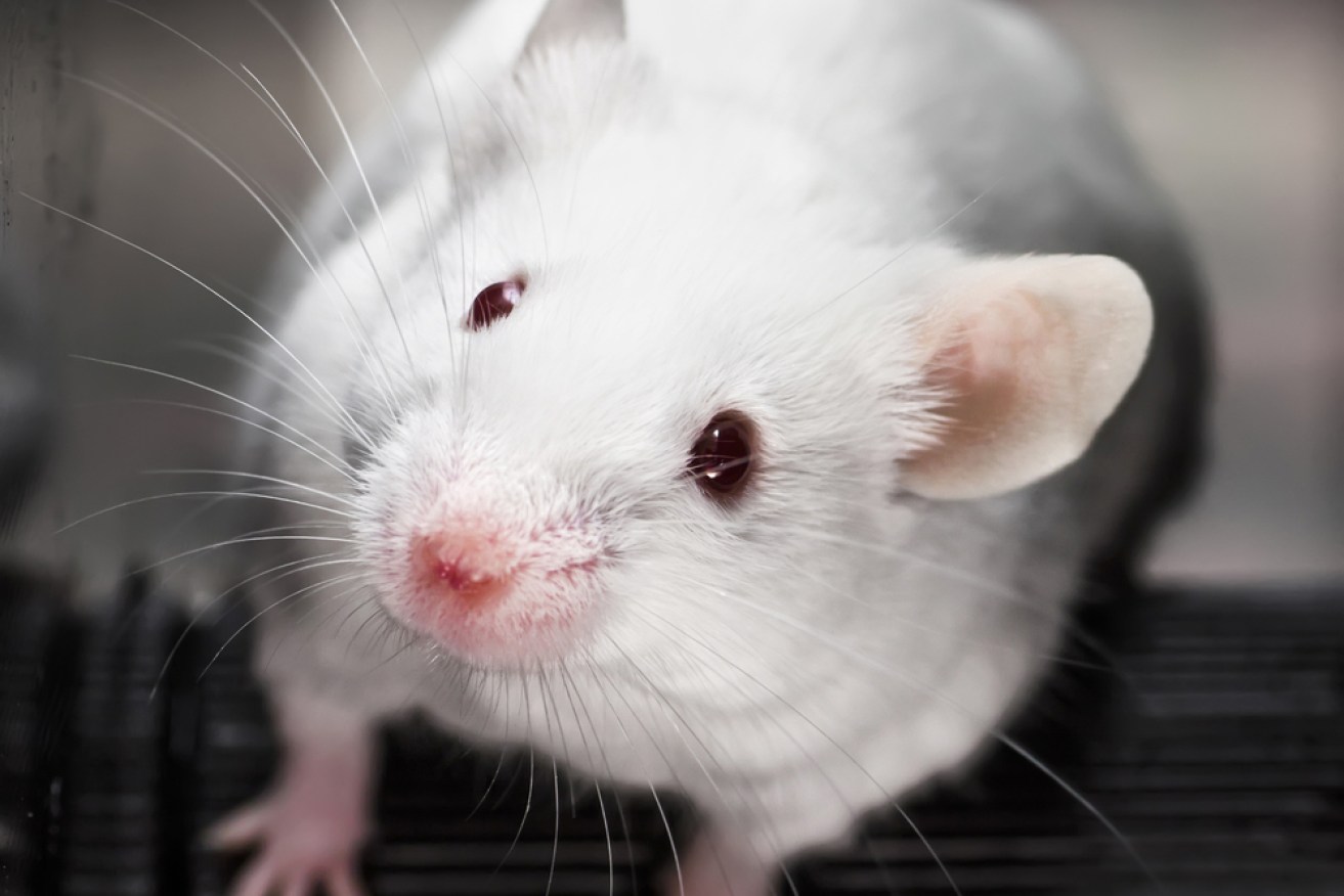 A new science experiment in China helps mice see infrared light. 