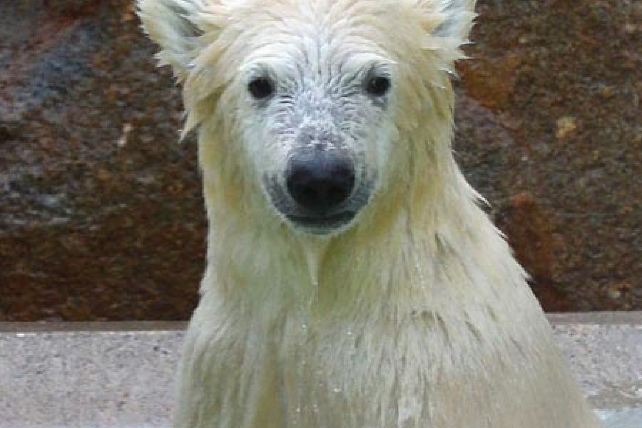 A polar bear cub. Photo: Getty