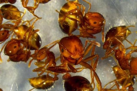 At all costs avoid the agony of a fire ant's sting